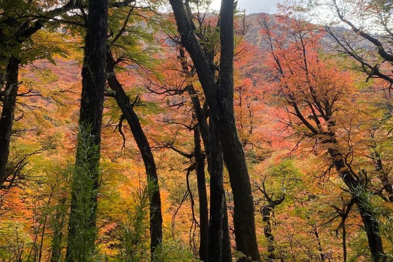 Sendero refugio frey en otoño